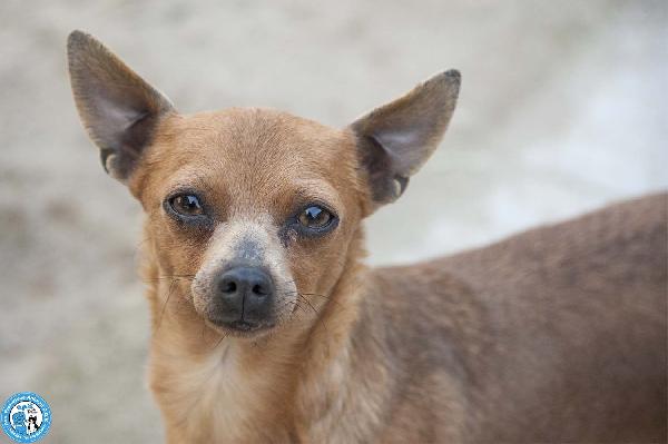 Tuono: 5 Chili Di Personalità E Un Cuore Da Riparare